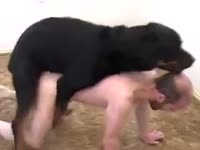 Pet Tube - Matured stud finds happiness in his black mutt